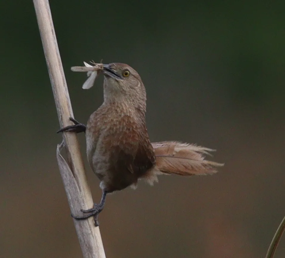 斑胸棘雀（Phacellodomus striaticollis）
