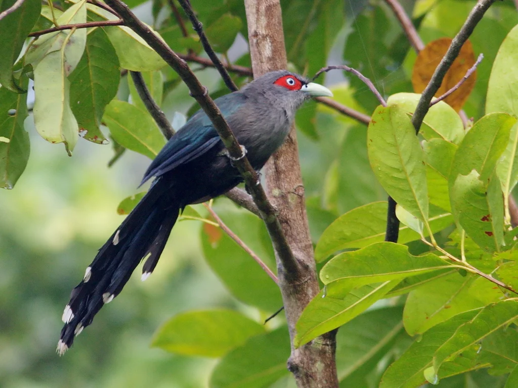 黑腹地鹃（Phaenicophaeus diardi）