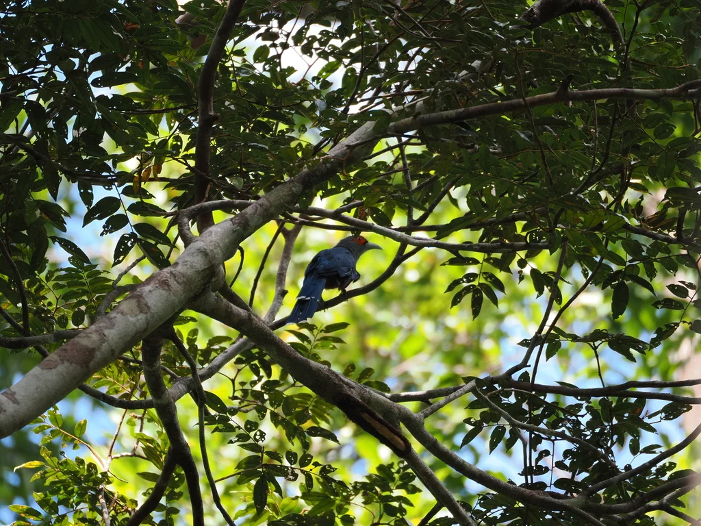 黑腹地鹃（Phaenicophaeus diardi）