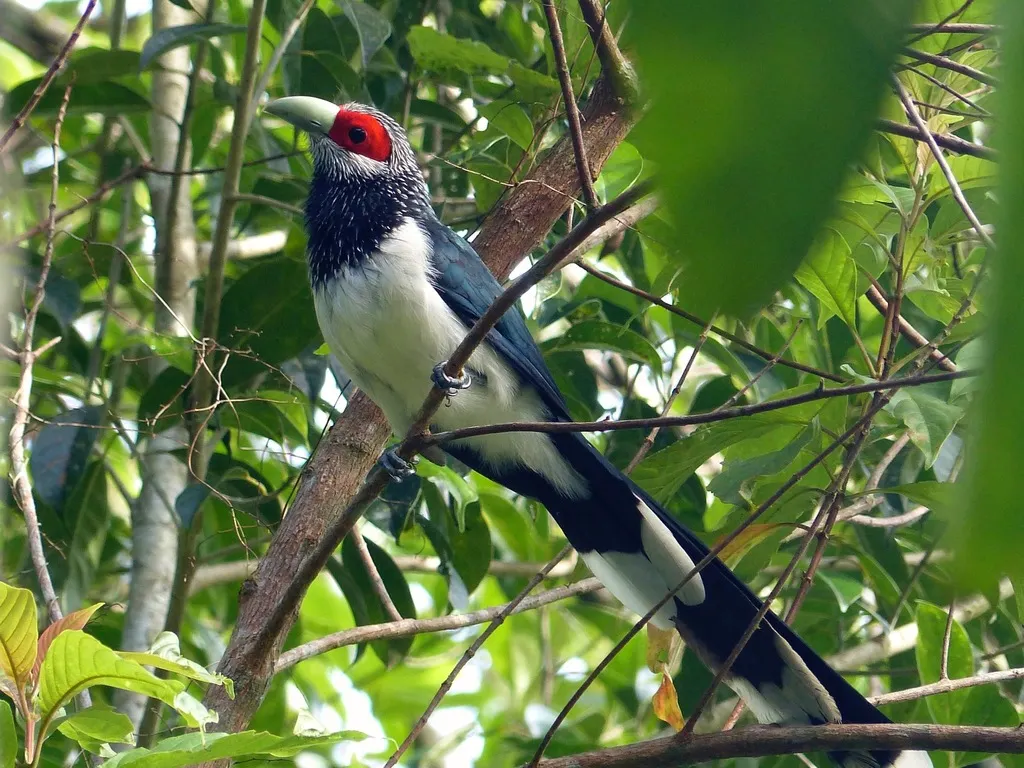红脸地鹃(Phaenicophaeus pyrrhocephalus)