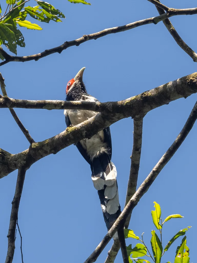 红脸地鹃(Phaenicophaeus pyrrhocephalus)