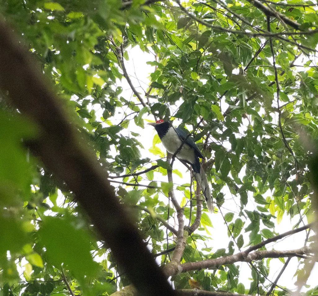 红脸地鹃(Phaenicophaeus pyrrhocephalus)