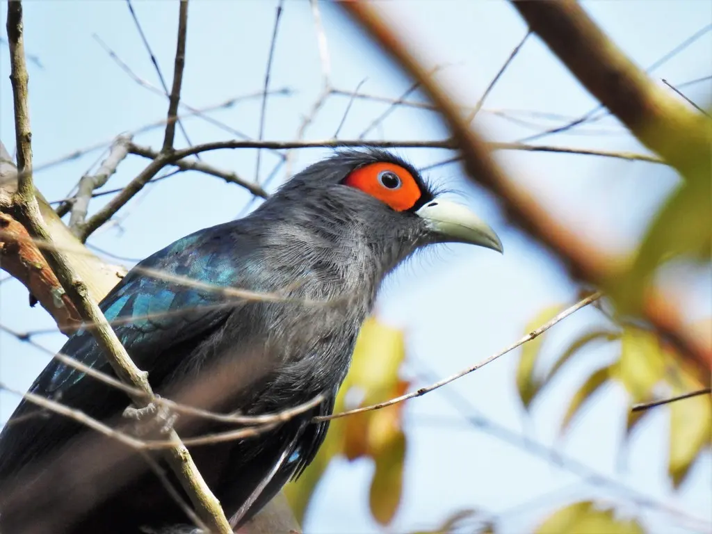 棕腹地鹃(Phaenicophaeus sumatranus)
