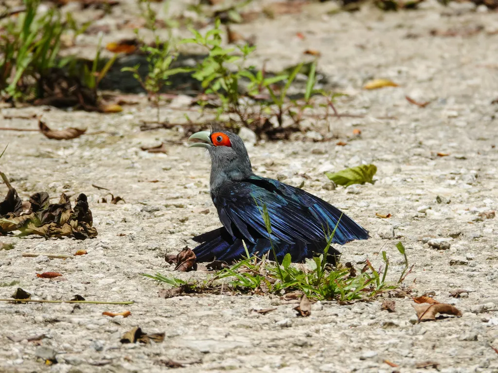 棕腹地鹃(Phaenicophaeus sumatranus)