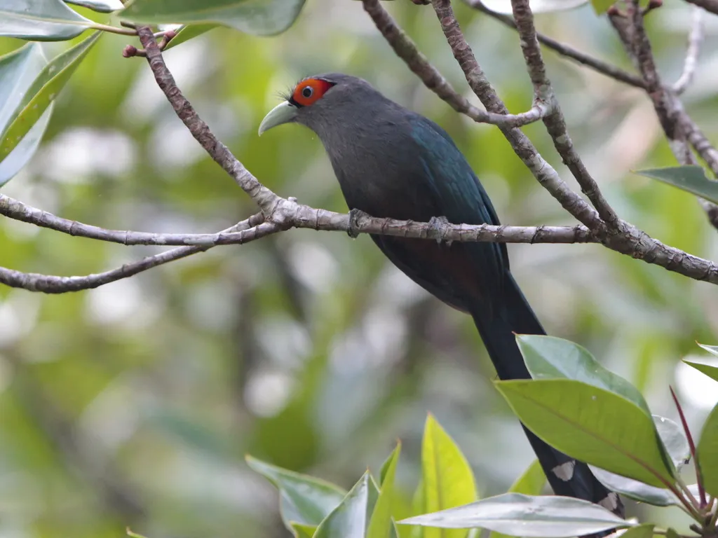 棕腹地鹃(Phaenicophaeus sumatranus)