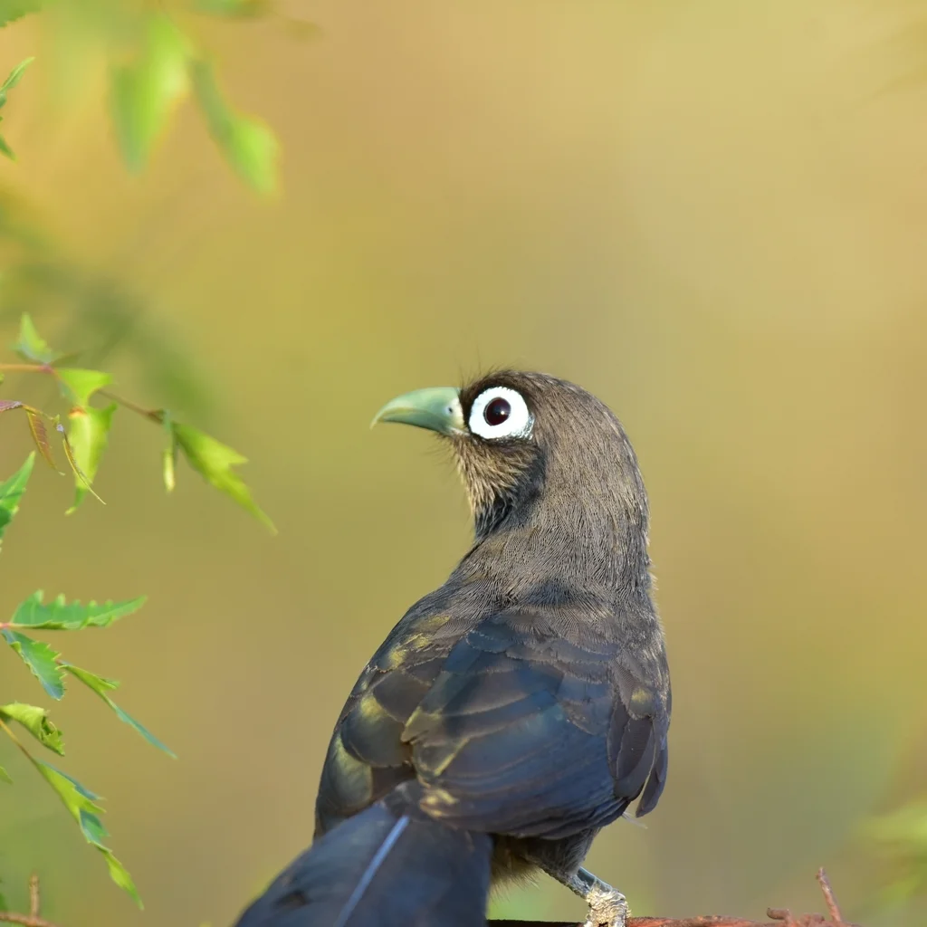 小绿嘴地鹃(Phaenicophaeus viridirostris)