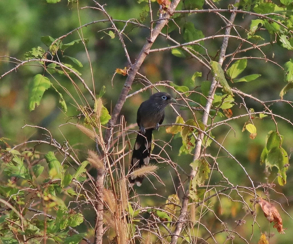 小绿嘴地鹃(Phaenicophaeus viridirostris)