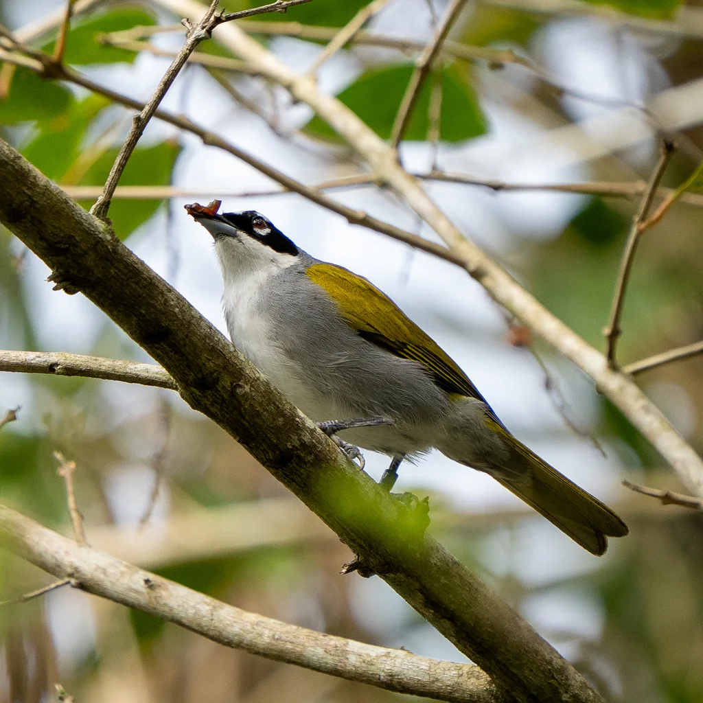 黑顶长尾唐纳雀（Phaenicophilus palmarum）