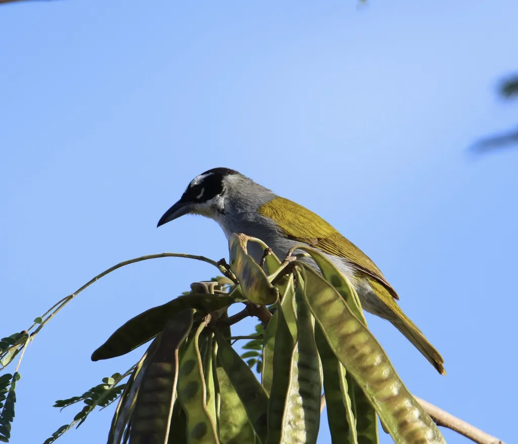 黑顶长尾唐纳雀（Phaenicophilus palmarum）