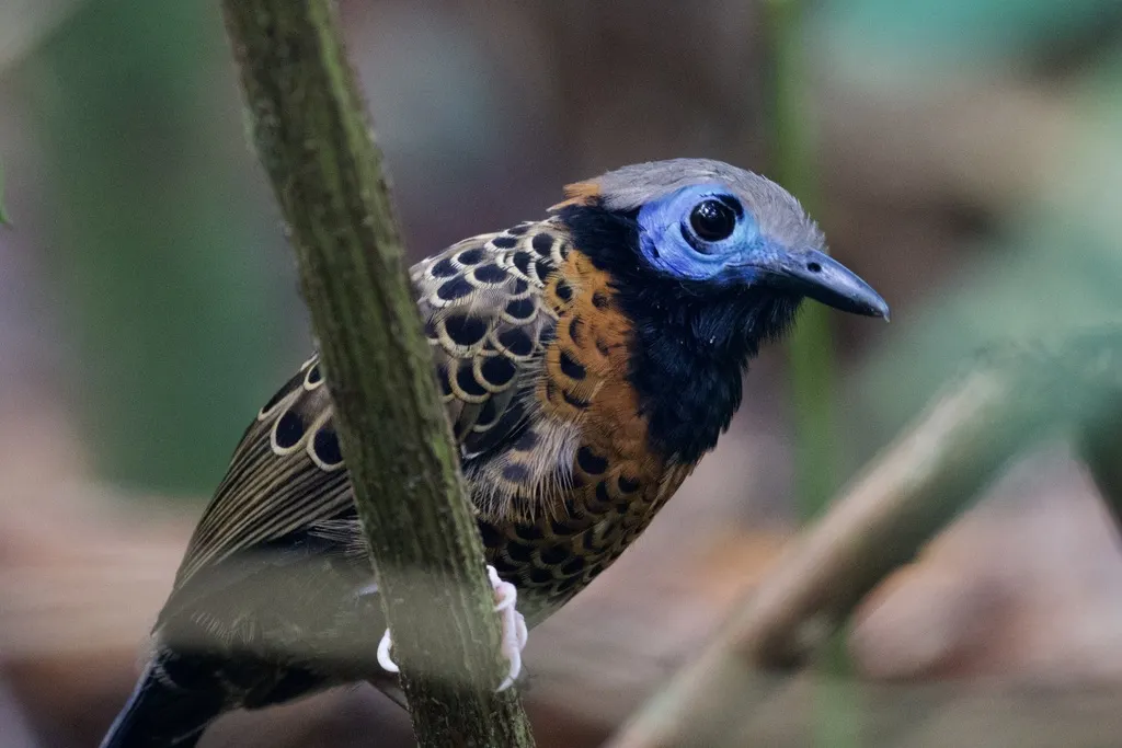 眼斑蚁鸟(Phaenostictus mcleannani)