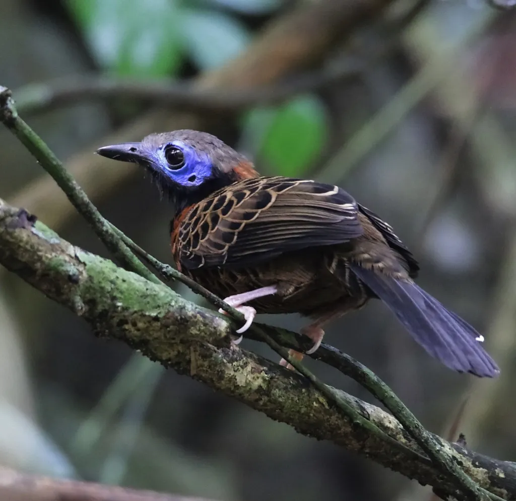 眼斑蚁鸟(Phaenostictus mcleannani)