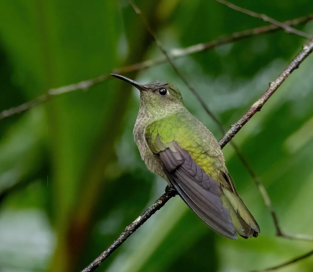 鳞胸刀翅蜂鸟(Phaeochroa cuvierii)