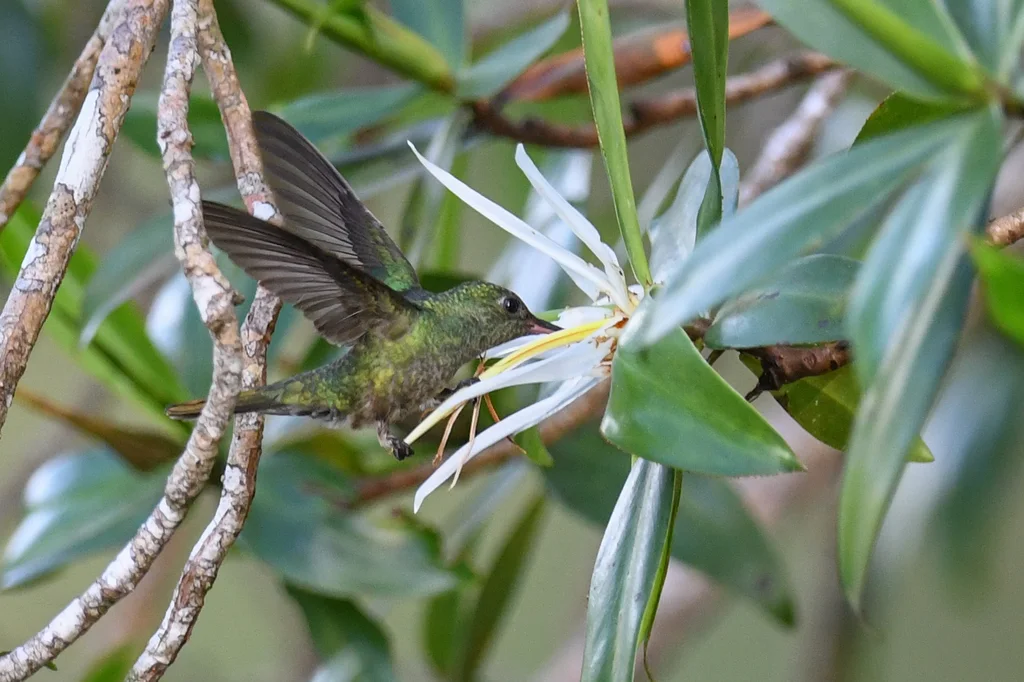 鳞胸刀翅蜂鸟(Phaeochroa cuvierii)