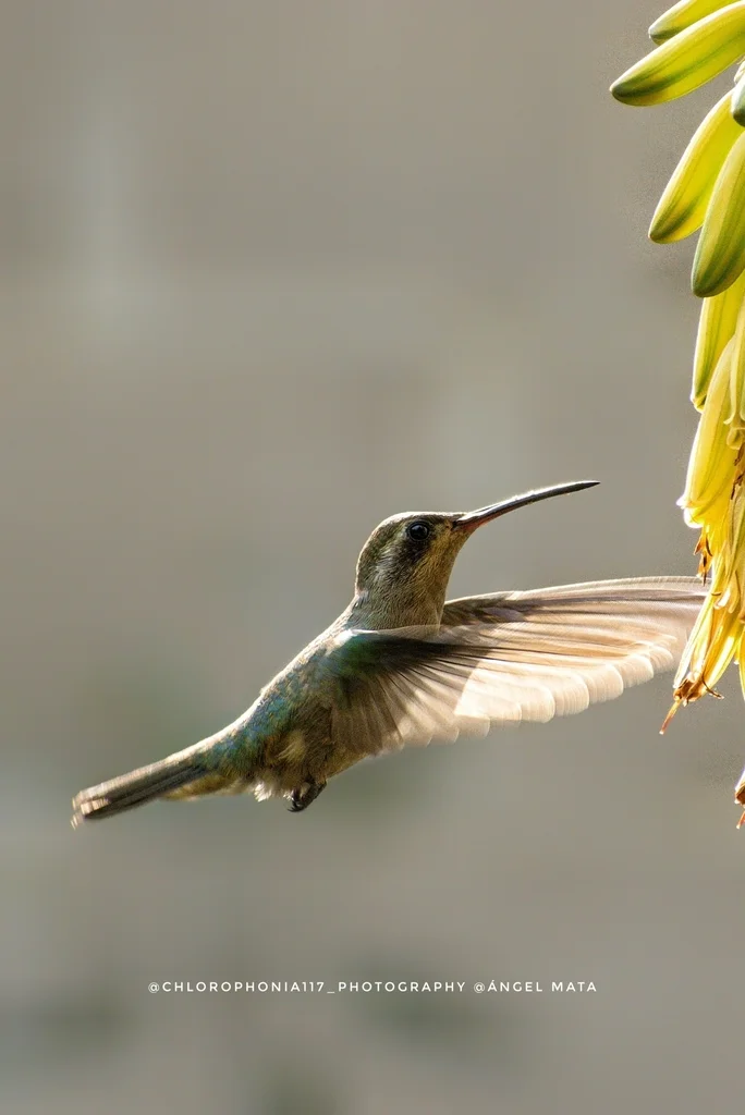 暗阔嘴蜂鸟(Phaeoptila sordida)