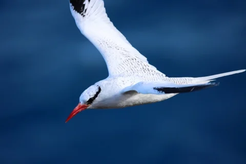 红嘴鹲