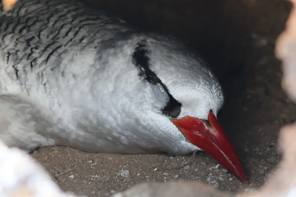 红嘴鹲(Phaethon aethereus)