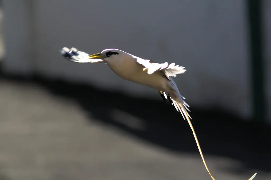 白尾鹲(Phaethon lepturus)