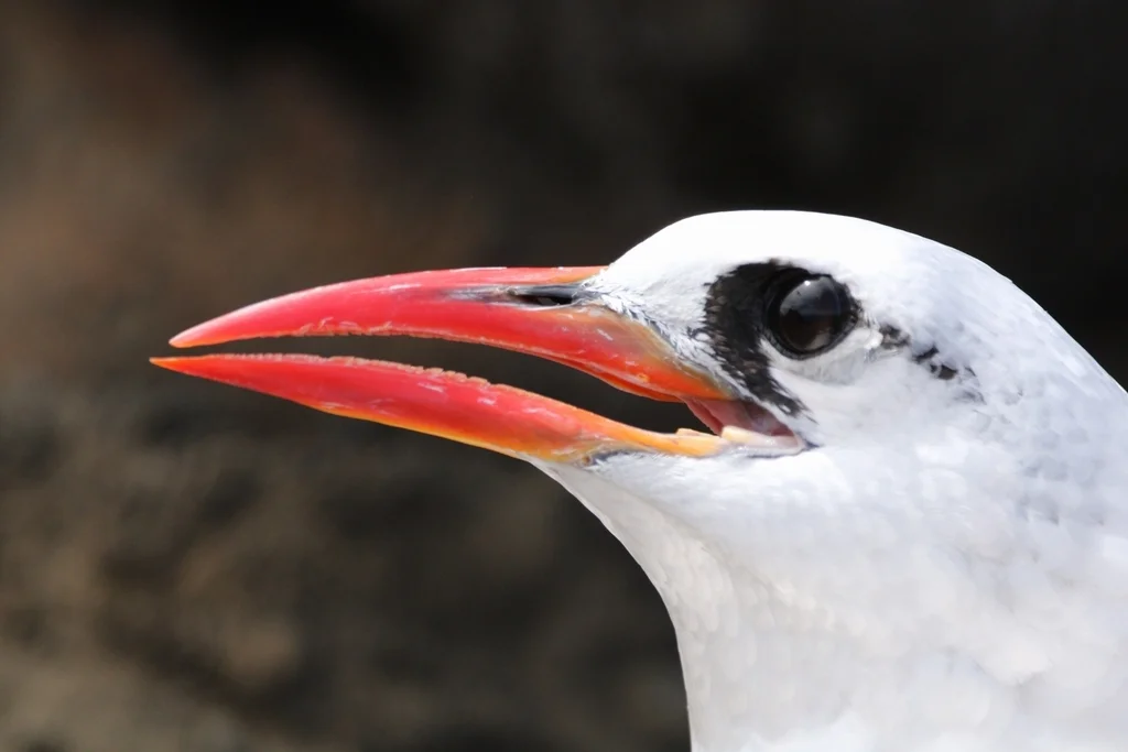 红尾鹲(Phaethon rubricauda)