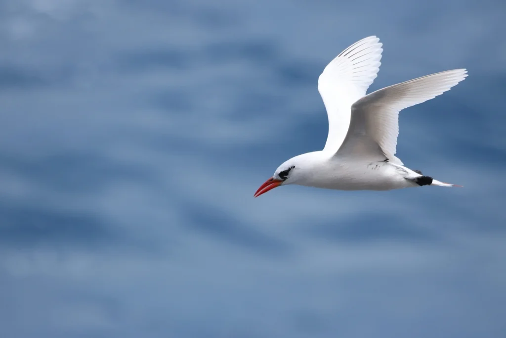 红尾鹲(Phaethon rubricauda)