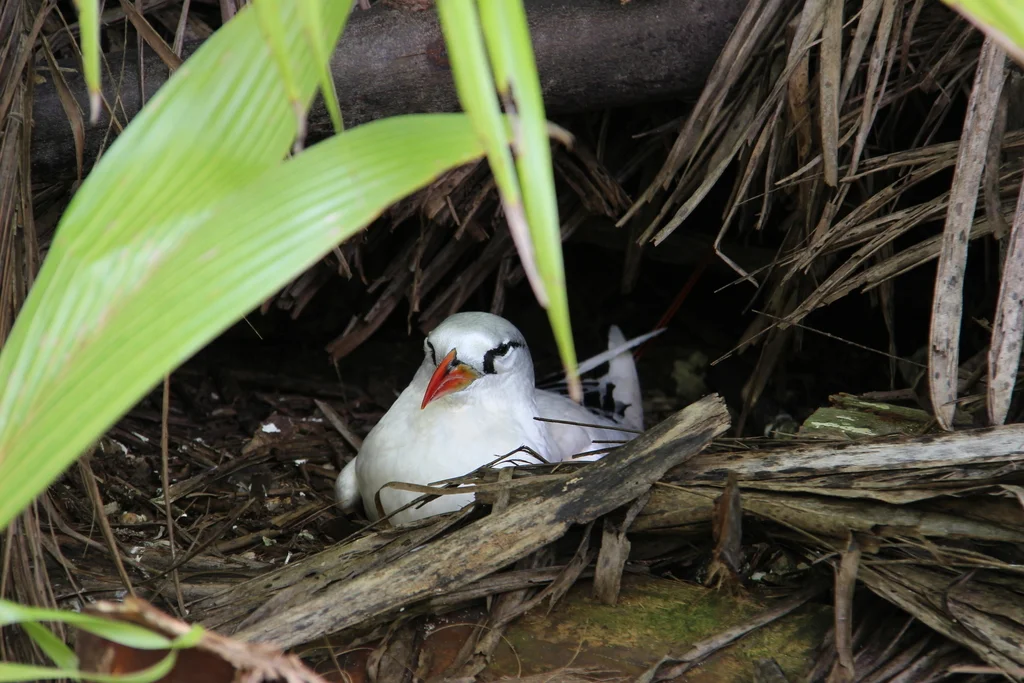 红尾鹲(Phaethon rubricauda)