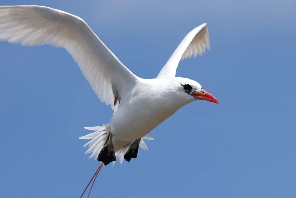 红尾鹲(Phaethon rubricauda)