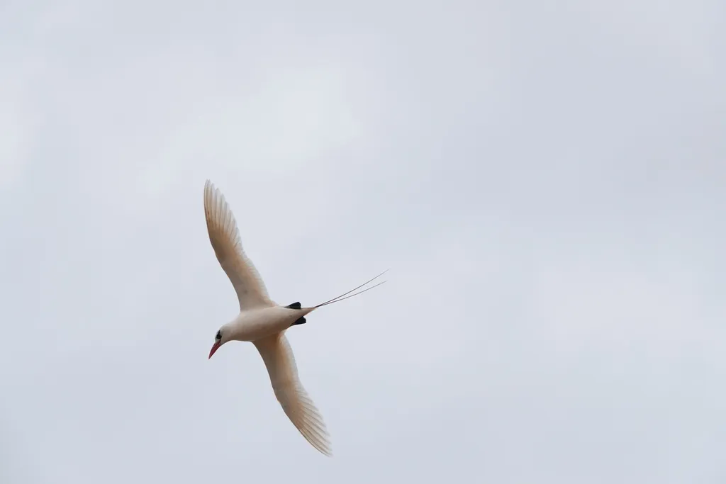 红尾鹲(Phaethon rubricauda)