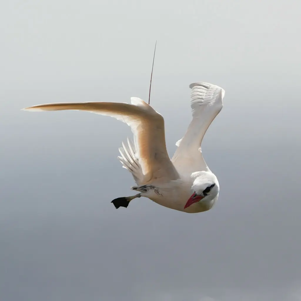红尾鹲(Phaethon rubricauda)
