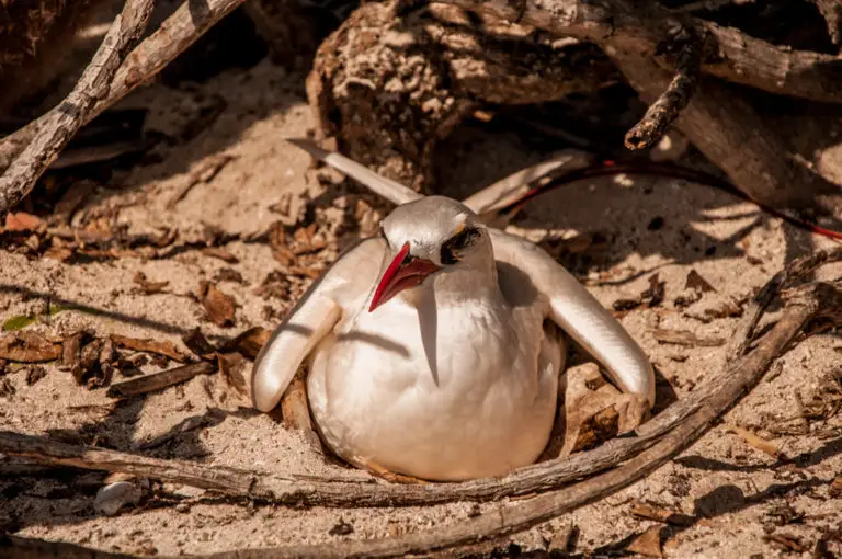 红尾鹲(Phaethon rubricauda)