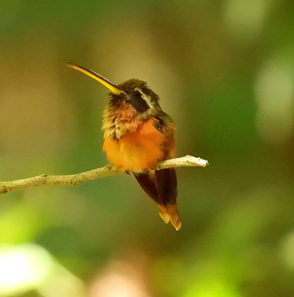 塔河隐蜂鸟(Phaethornis aethopygus)