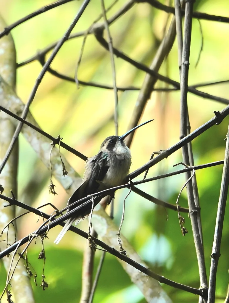 淡腹隐蜂鸟(Phaethornis anthophilus)
