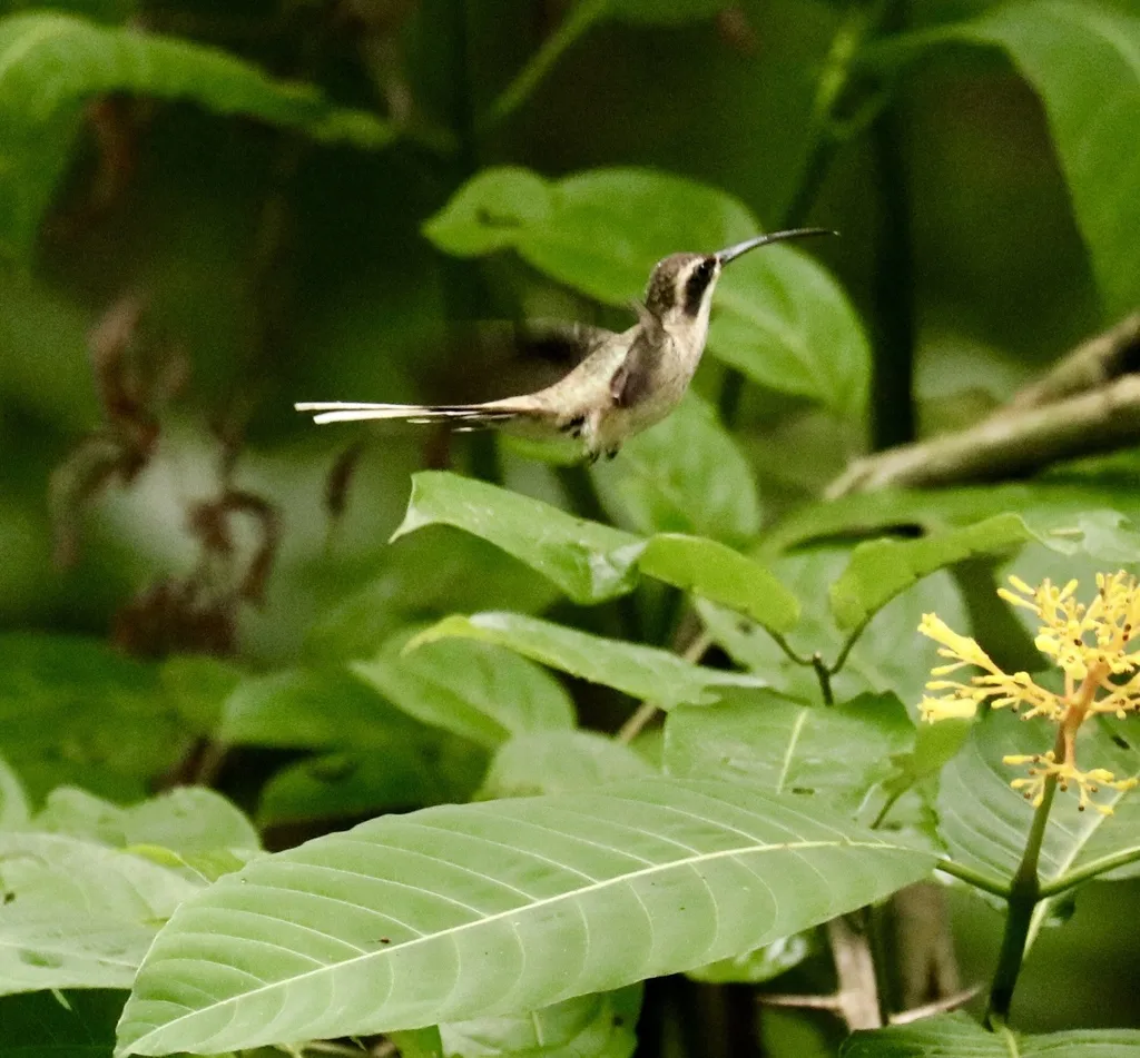 淡腹隐蜂鸟(Phaethornis anthophilus)