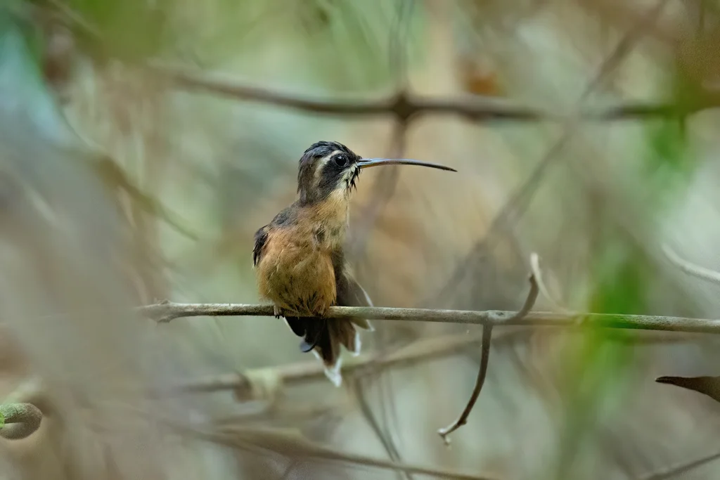黑喉隐蜂鸟(Phaethornis atrimentalis)