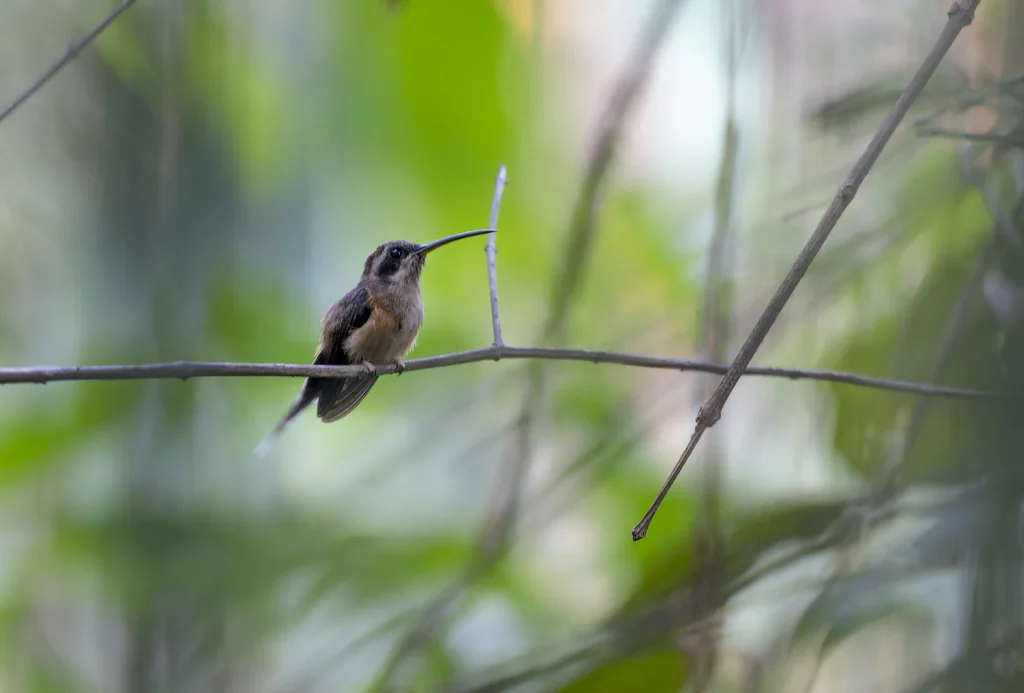 黑喉隐蜂鸟(Phaethornis atrimentalis)