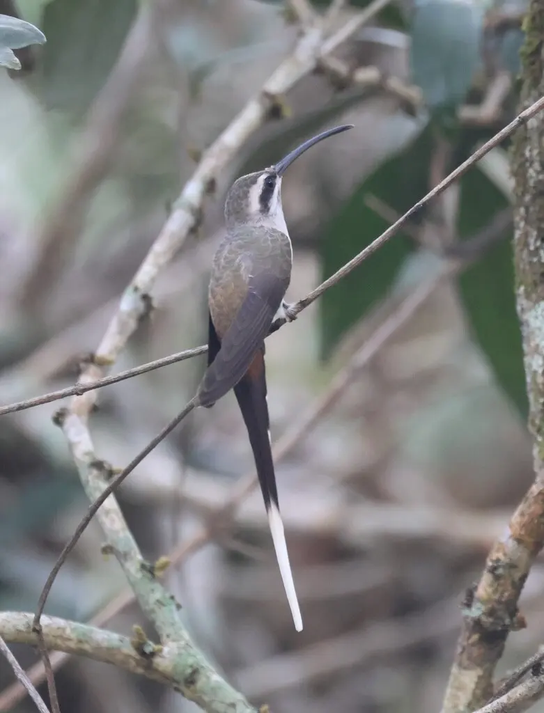 乌顶隐蜂鸟(Phaethornis augusti)