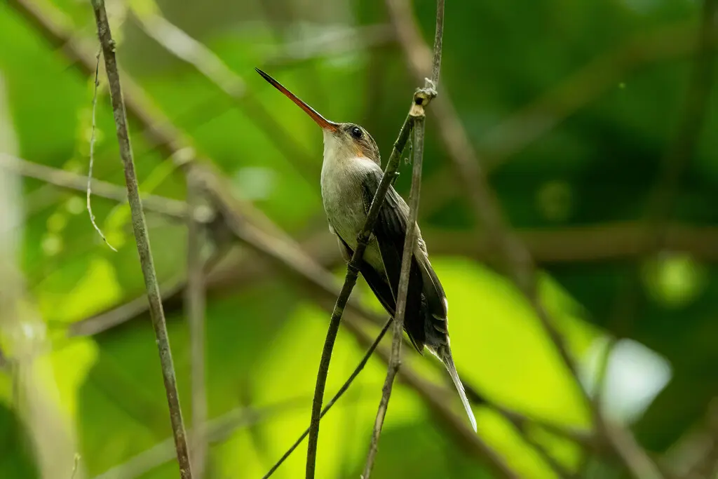 直嘴隐蜂鸟(Phaethornis bourcieri)