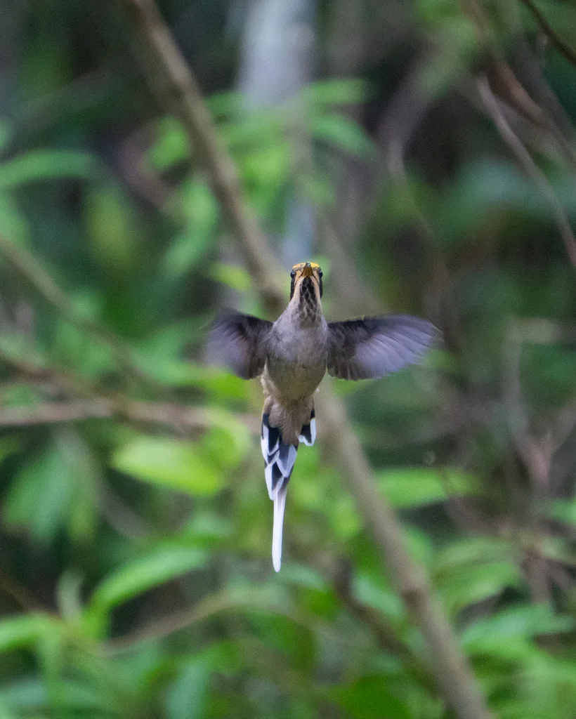 鳞喉隐蜂鸟(Phaethornis eurynome)