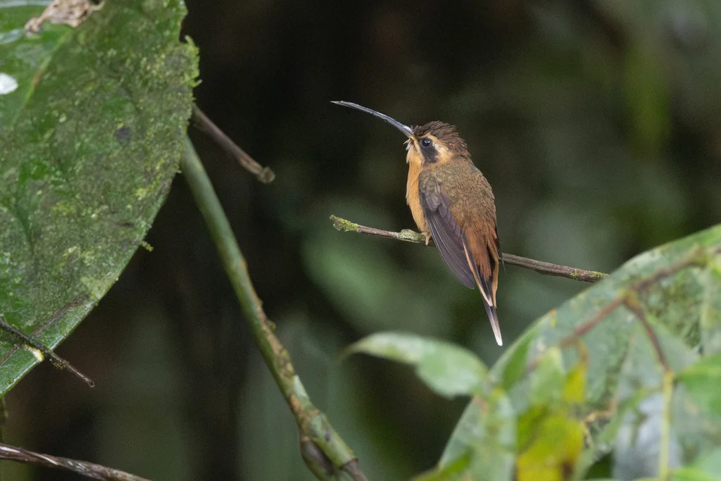灰颏隐蜂鸟(Phaethornis griseogularis)