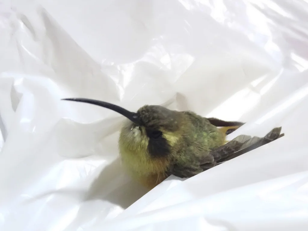 灰颏隐蜂鸟(Phaethornis griseogularis)