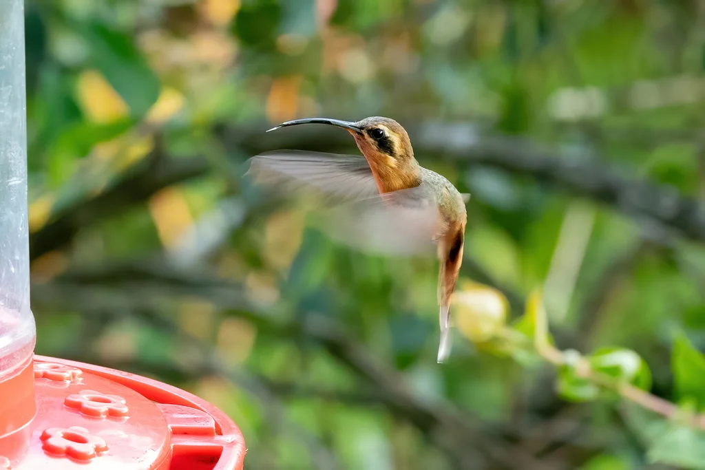 灰颏隐蜂鸟(Phaethornis griseogularis)