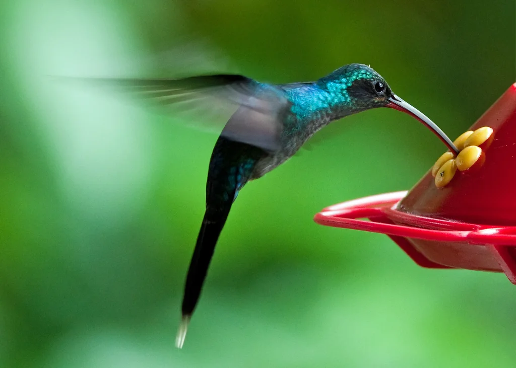 绿隐蜂鸟(Phaethornis guy)