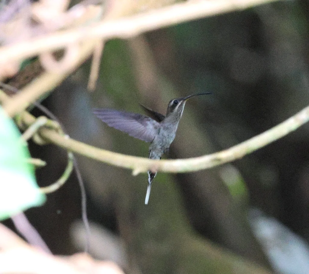 白髯隐蜂鸟(Phaethornis hispidus)