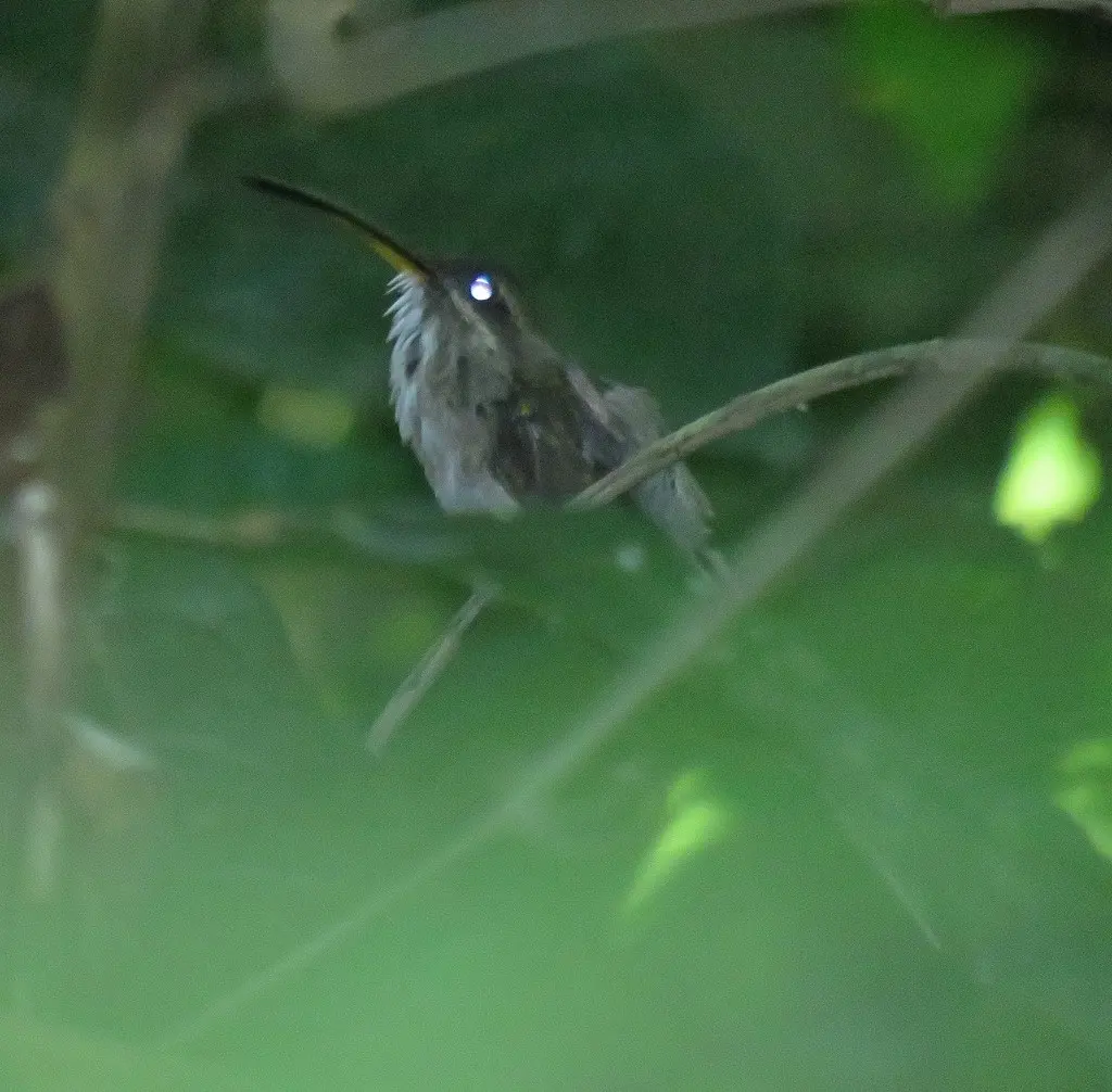白髯隐蜂鸟(Phaethornis hispidus)