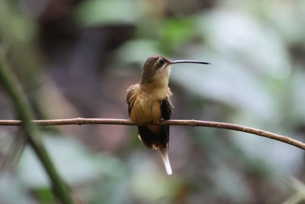 凯氏隐蜂鸟(Phaethornis koepckeae)
