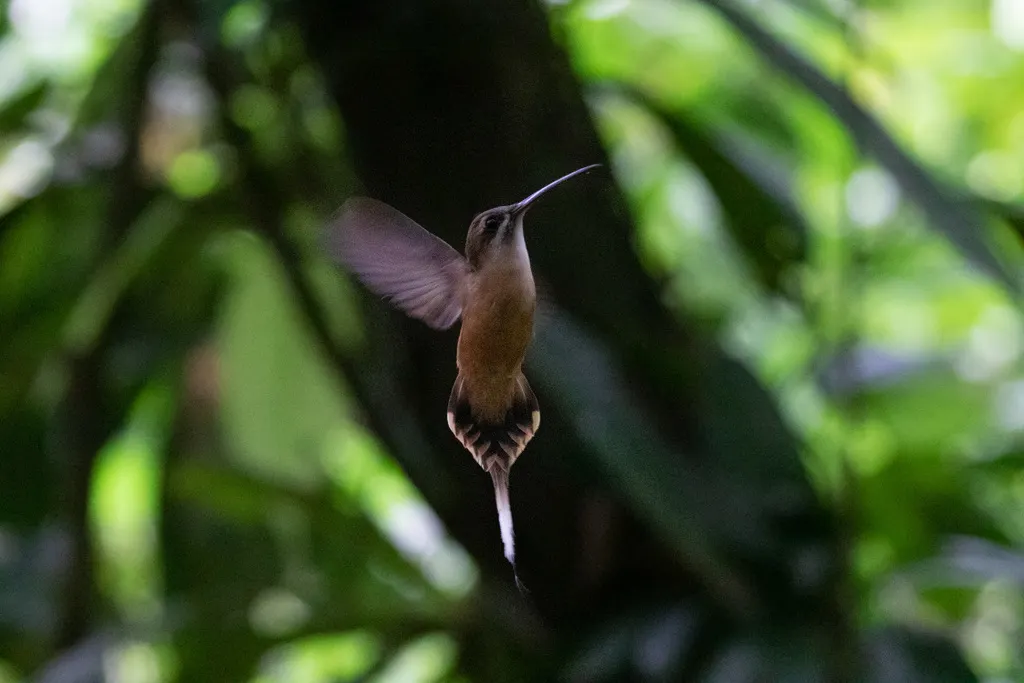 凯氏隐蜂鸟(Phaethornis koepckeae)