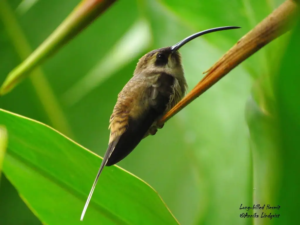 西长尾隐蜂鸟(Phaethornis longirostris)