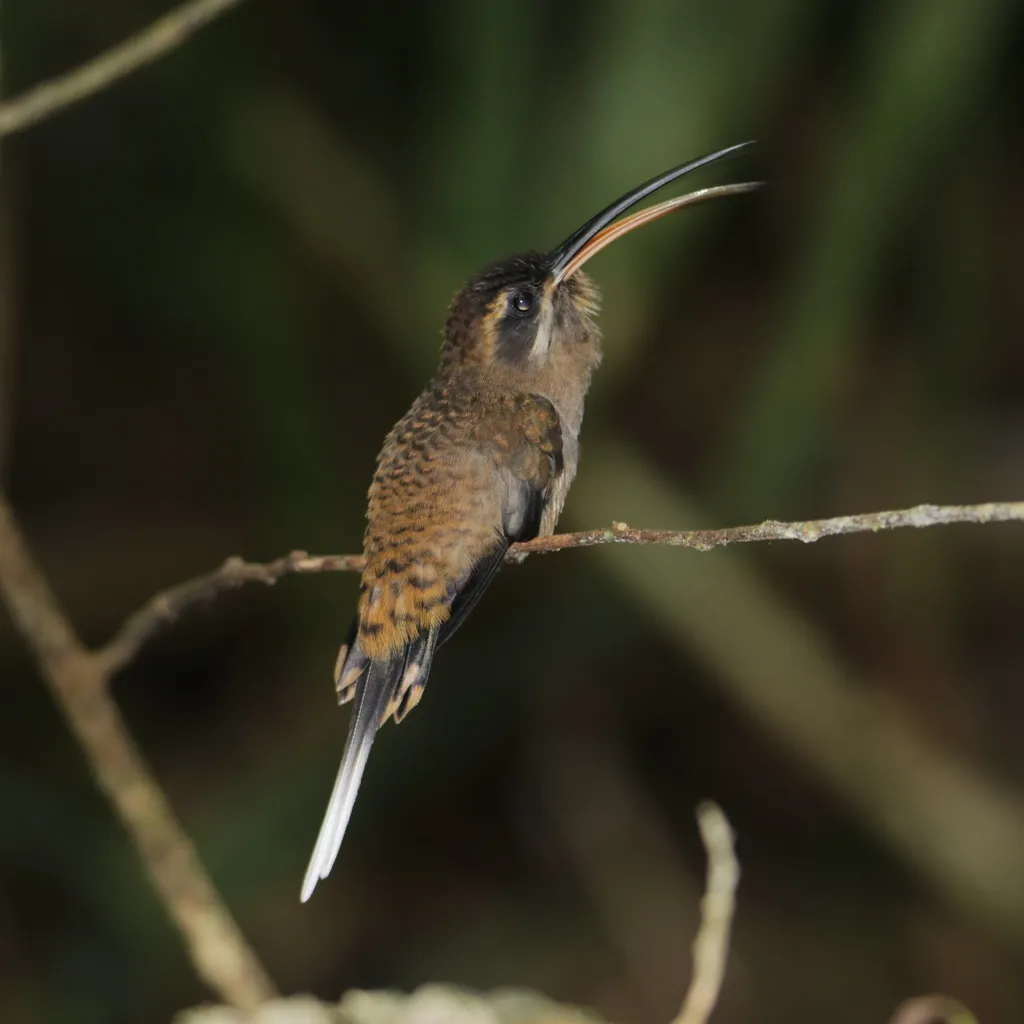 西长尾隐蜂鸟(Phaethornis longirostris)