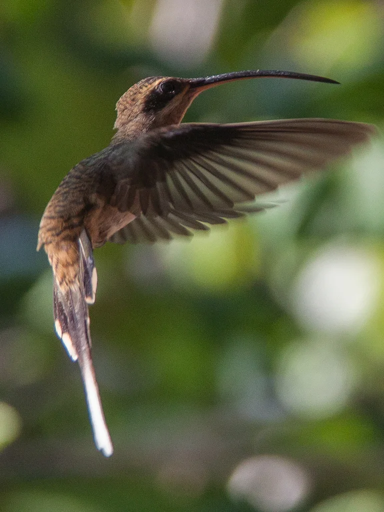 西长尾隐蜂鸟(Phaethornis longirostris)