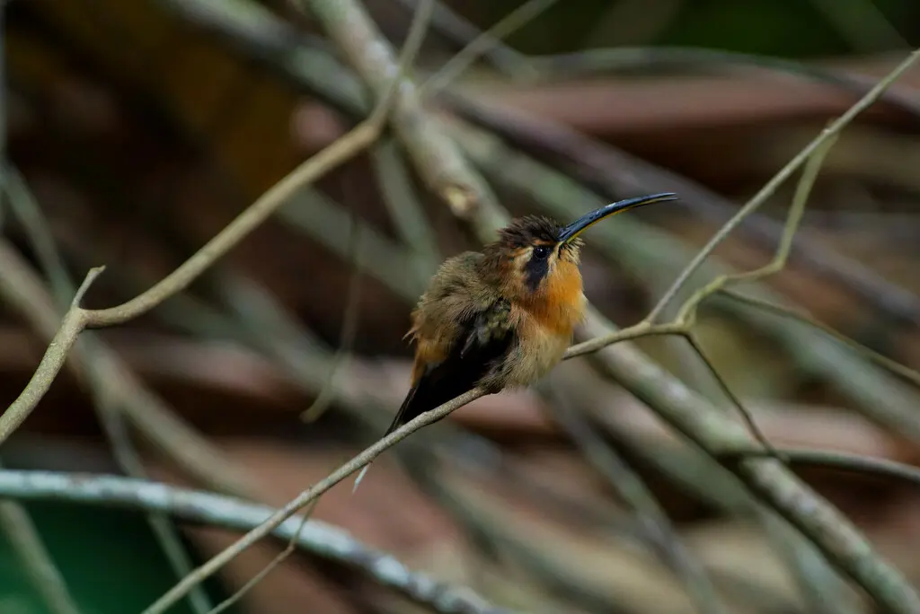 小隐蜂鸟(Phaethornis longuemareus)