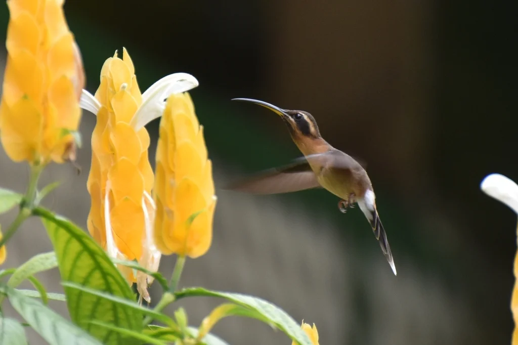小隐蜂鸟(Phaethornis longuemareus)