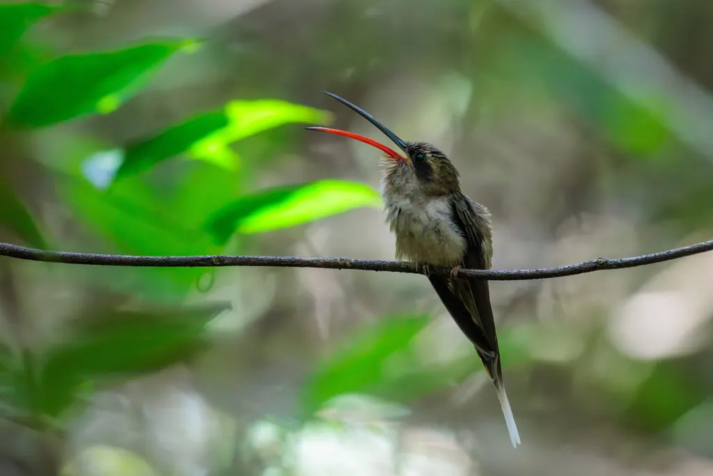 大嘴隐蜂鸟(Phaethornis malaris)